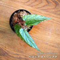 熱帯植物】Begonia bipinnatifida｜ベゴニア ビピンナティフィダ｜6cmポ