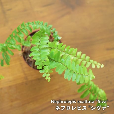 タマシダ | STORES