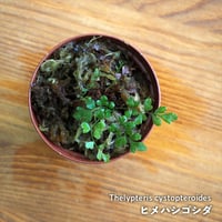 【シダ植物】Thelypteris cystopteroides｜ヒメハシゴシダ｜6cmポット
