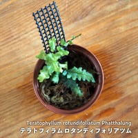 【シダ植物】Teratophyllum rotundifoliatum Phatthalung｜テラトフィラム ロタンディフォリアツム｜6cmポット