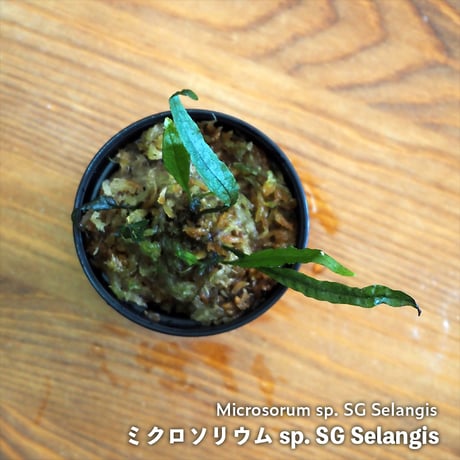 【シダ植物】Microsorum sp. SG Selangis｜ミクロソリウム sp. SG Selangis｜6cmポット