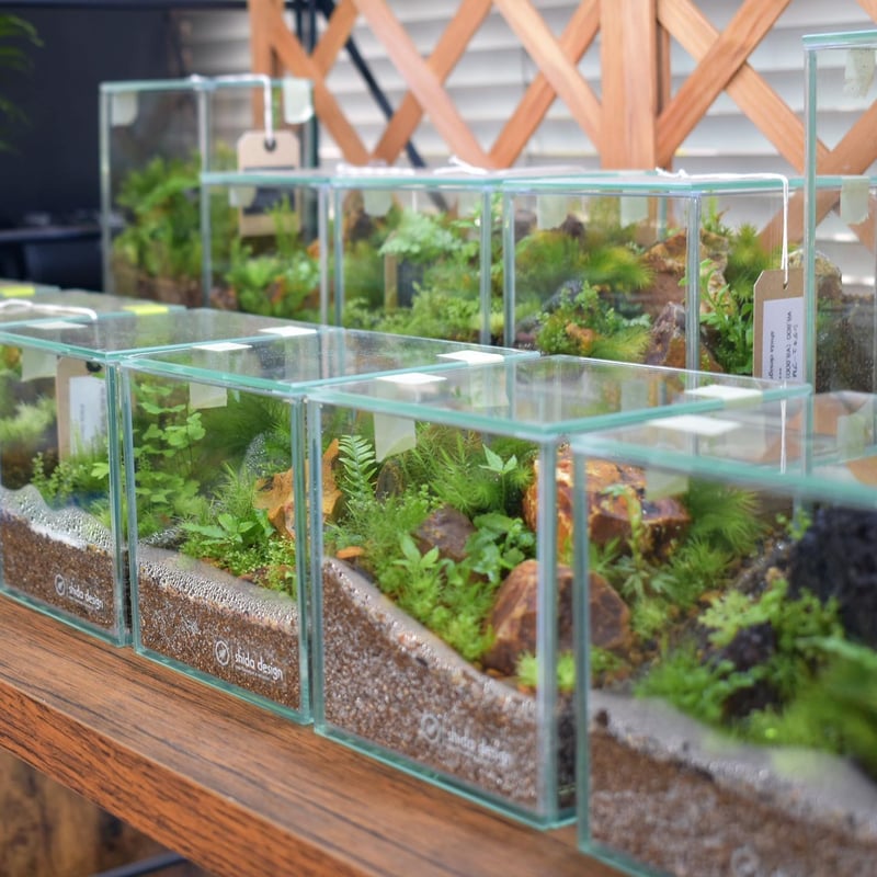 テラリウム作品】シダキューブM（W100×H100mm）｜シダと苔の