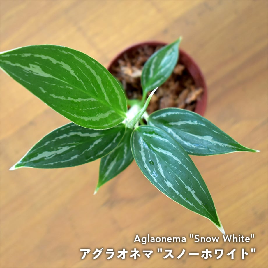 65c5ed31c1e66b12874dbbd8