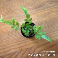 【シダ植物】Pteris vittata｜プテリス ヴィッタータ｜3.5cmポット