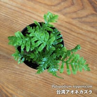【シダ植物】Polypodium nipponicum｜台湾アオネカズラ｜6cmポット