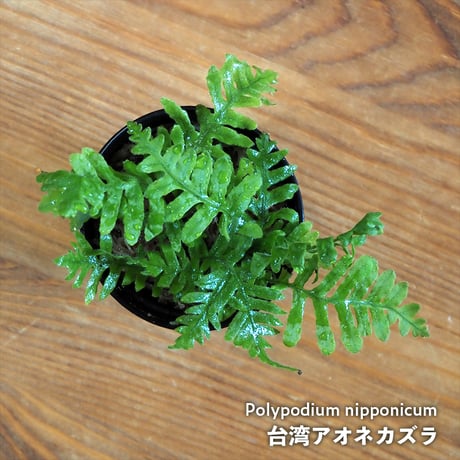 CATEGORY シダ植物 / FERN | shida design ONLINE STORE