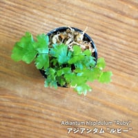 【シダ植物】Adiantum hlspldulum "Ruby"｜アジアンタム "ルビー"｜3.5cmポット