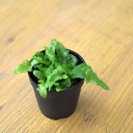 【シダ植物】Asplenium ebenoides｜アスプレニウム エベノイデス｜3.5cmポット