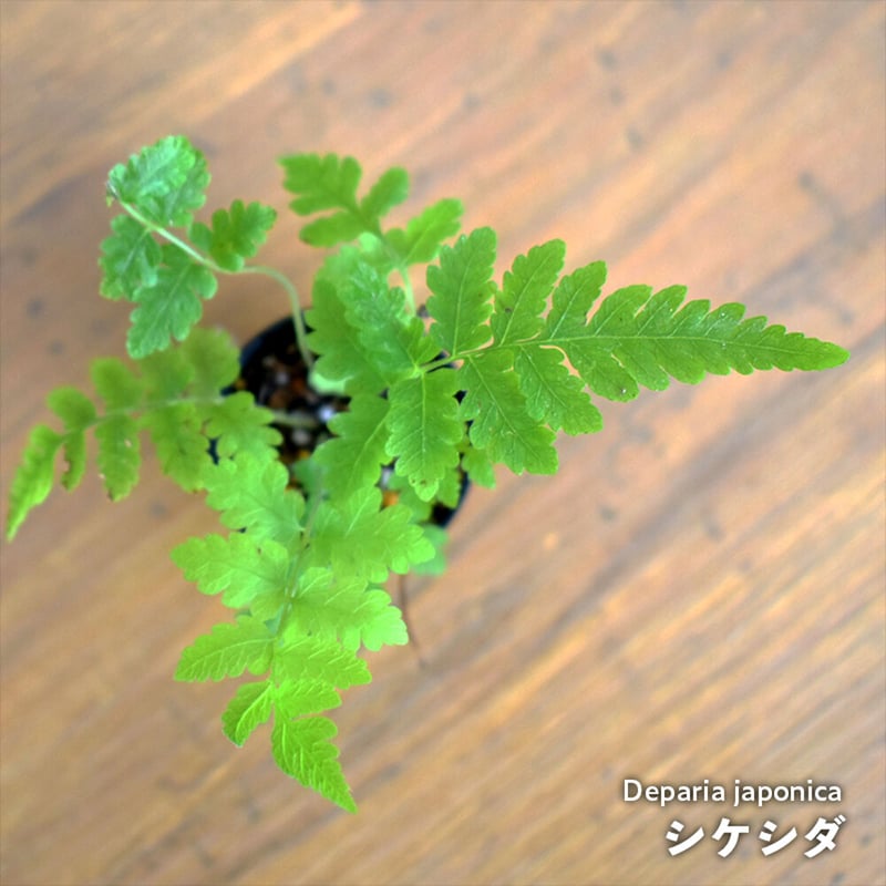 シダ植物】Deparia japonica｜シケシダ｜3.5cmポット | shida de