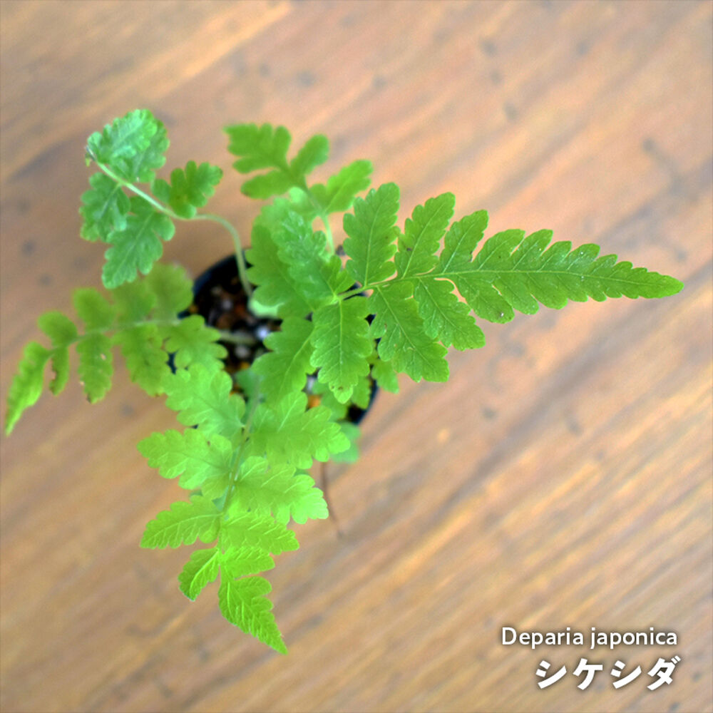 シダ植物】Deparia japonica｜シケシダ｜3.5cmポット | shida de