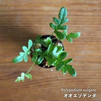 【シダ植物】Polypodium vulgare｜オオエゾデンダ｜3.5cmポット