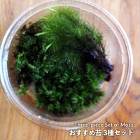 【苔】Moss Assort Pack｜おすすめ苔3種パック｜10cmパック｜洗浄・処理済