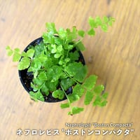 【シダ植物】Nephrolepis "Boston Compacta"｜ネフロレピス "ボストンコンパクタ"｜3.5cmポット