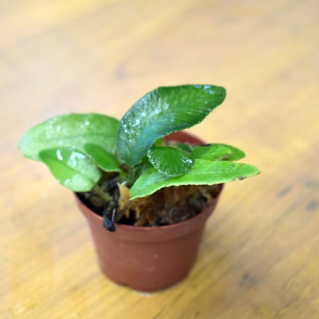 【シダ植物】Diplazium subsinuatum｜ヘラシダ（人工栽培）｜6cmサイズ
