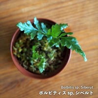 【シダ植物】Bolbitis sp. Siberut｜ボルビティス sp. シベルト｜6cmポット