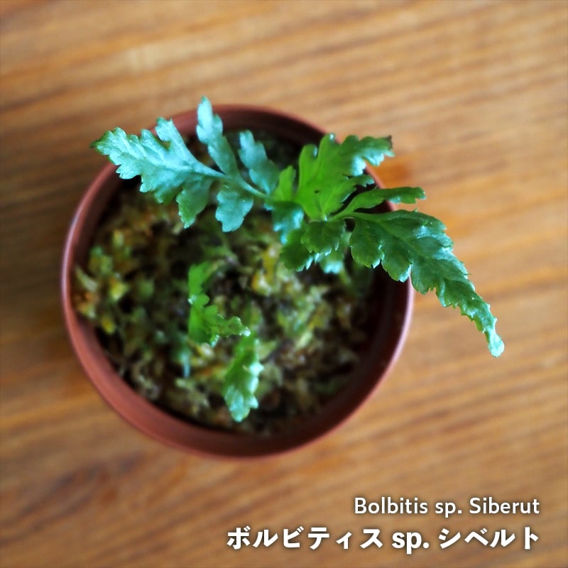 シダ植物】Bolbitis sp. Siberut｜ボルビティス sp. シベルト｜6cmポ