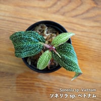 【熱帯植物】Sonerila sp. Vietnam｜ソネリラ sp. ベトナム｜6cmポット