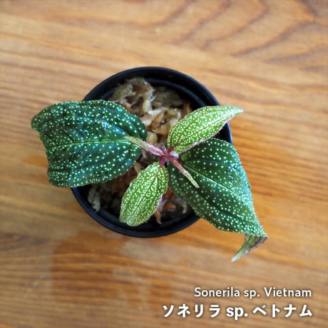 ソネリラ | STORES