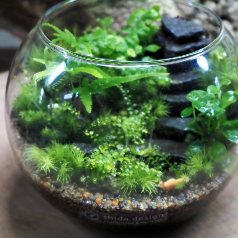 朽木苔 朽木◇限定作品 2025.8.17#3 | 苔テラリウム専門ショップ道草
