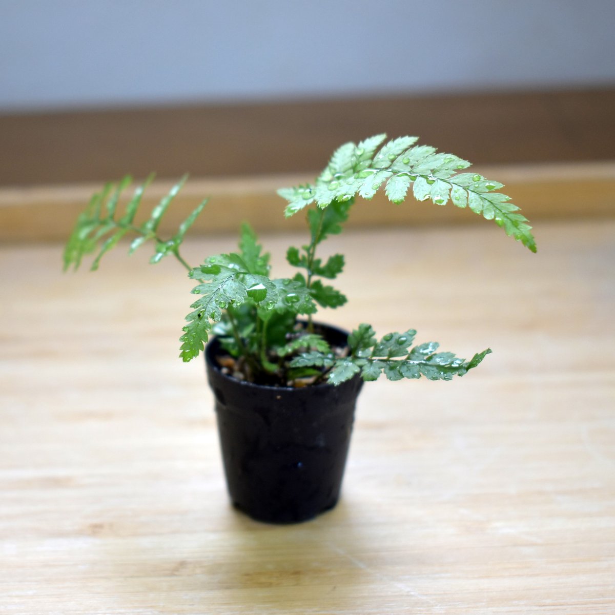 シダ植物】Polystichum tsus-simense｜ヒメカナワラビ｜3.5cmポット