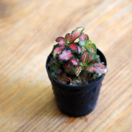 【観葉植物】Fittonia "Flame"｜フィットニア "フレイム"｜3.5cmポット
