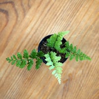 【シダ植物】Dryopteris wallichiana｜オオヤグルマシダ｜3.5cmポット