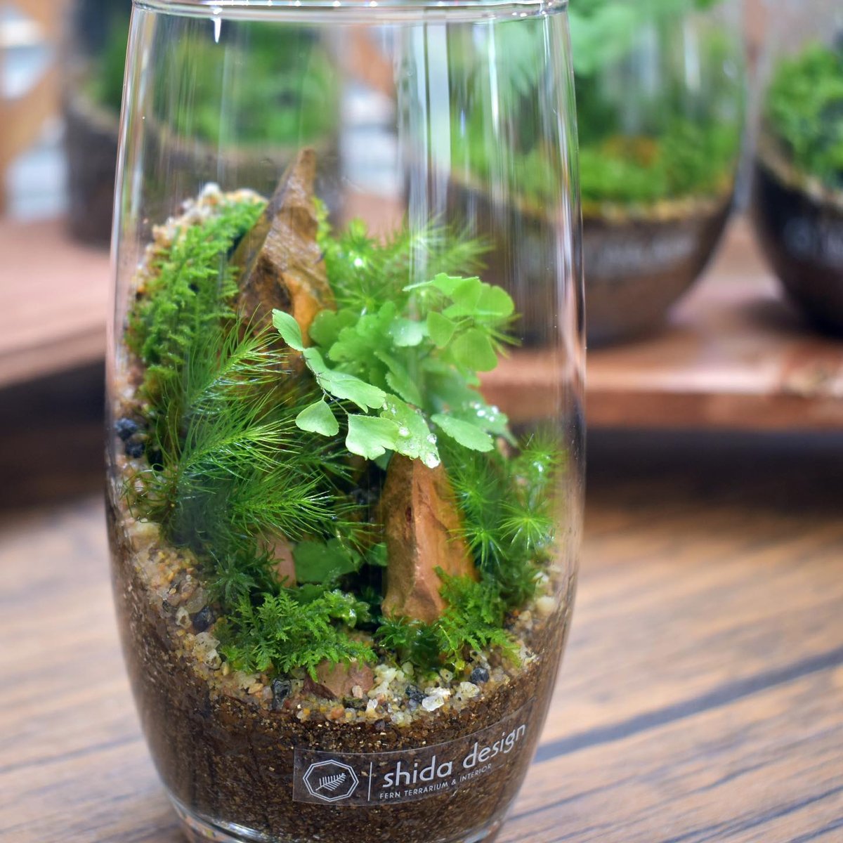 teru3様専用 コケ各種5パレット他ヒノキゴケ、オオカサゴケ4パック