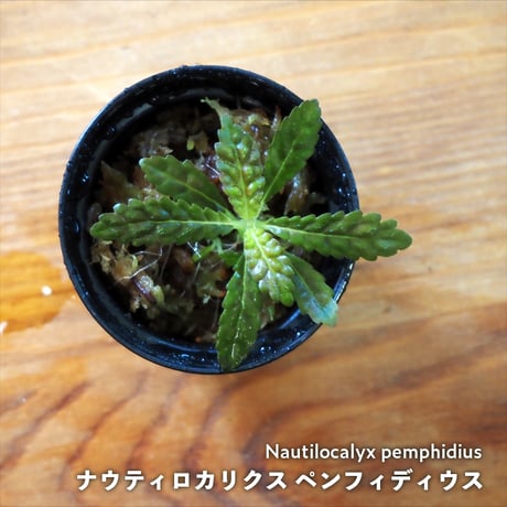 【熱帯植物】Nautilocalyx pemphidius｜ナウティロカリクス ペンフィディウス｜6cmポット