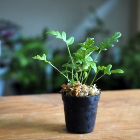 【シダ植物】Polypodium vulgare｜オオエゾデンダ｜3.5cmポット