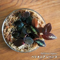 【クライマー植物】Pellionia repens｜ペリオニア レペンス｜8cmカップ