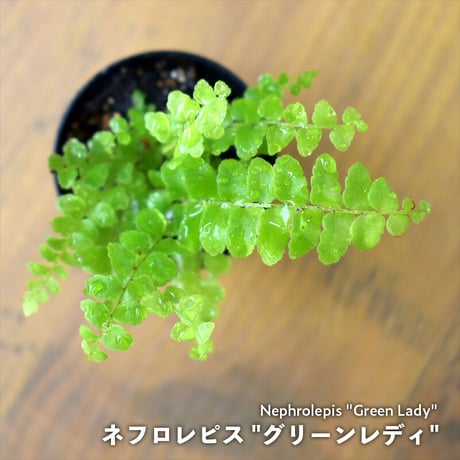 【シダ植物】Nephrolepis "Green Lady"｜ネフロレピス "グリーンレディ"｜3.5cmポット