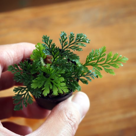 【シダ植物】Davallia tyermannii｜トキワシノブ｜3.5cmポット
