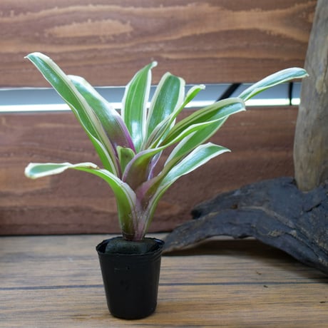 【熱帯植物】Neoregelia "Fire Ball Variegata"｜ネオレゲリア "ファイアボール"（斑入）｜3.5cmポット