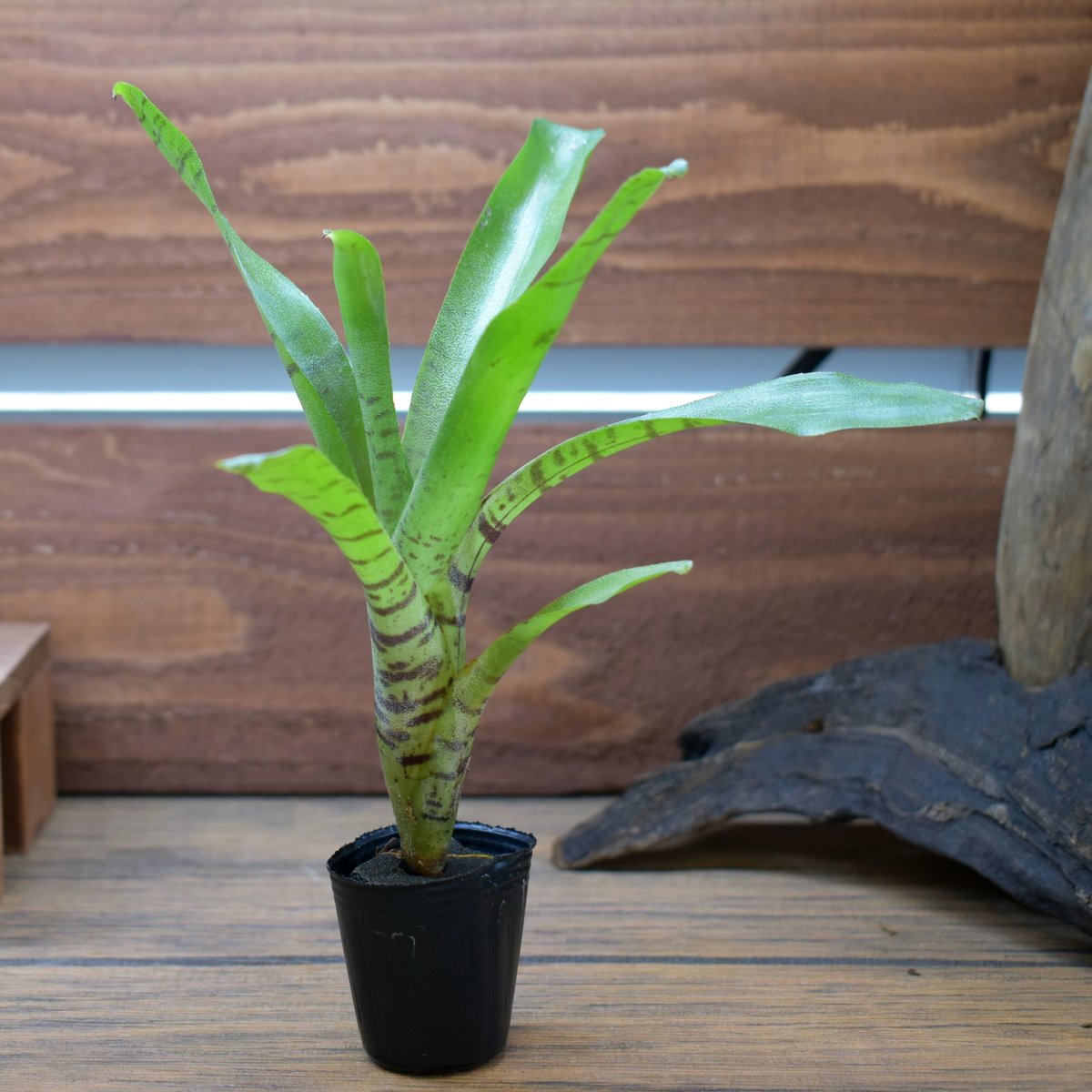 熱帯植物】Neoregelia ampllacea｜ネオレゲリア アンプラセア｜3.5cmポ