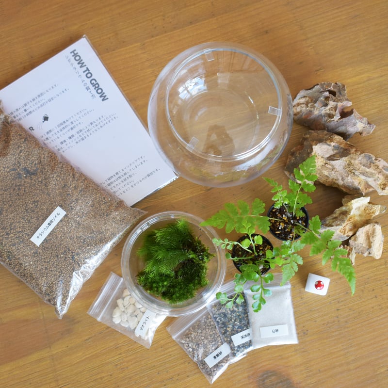 キット】シダボウルM作成キット｜シダ2種＋苔3種｜シダと苔の
