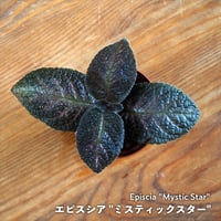 熱帯植物】Nautilocalyx pemphidius｜ナウティロカリクス