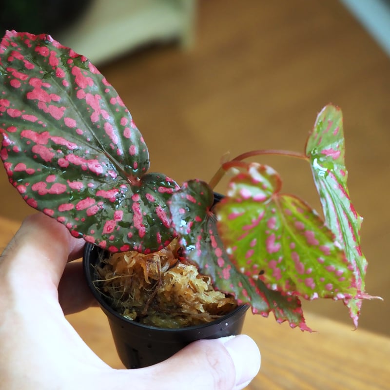 熱帯植物】Begonia negrosensis｜ベゴニア ネグロセンシス｜6cmポット |