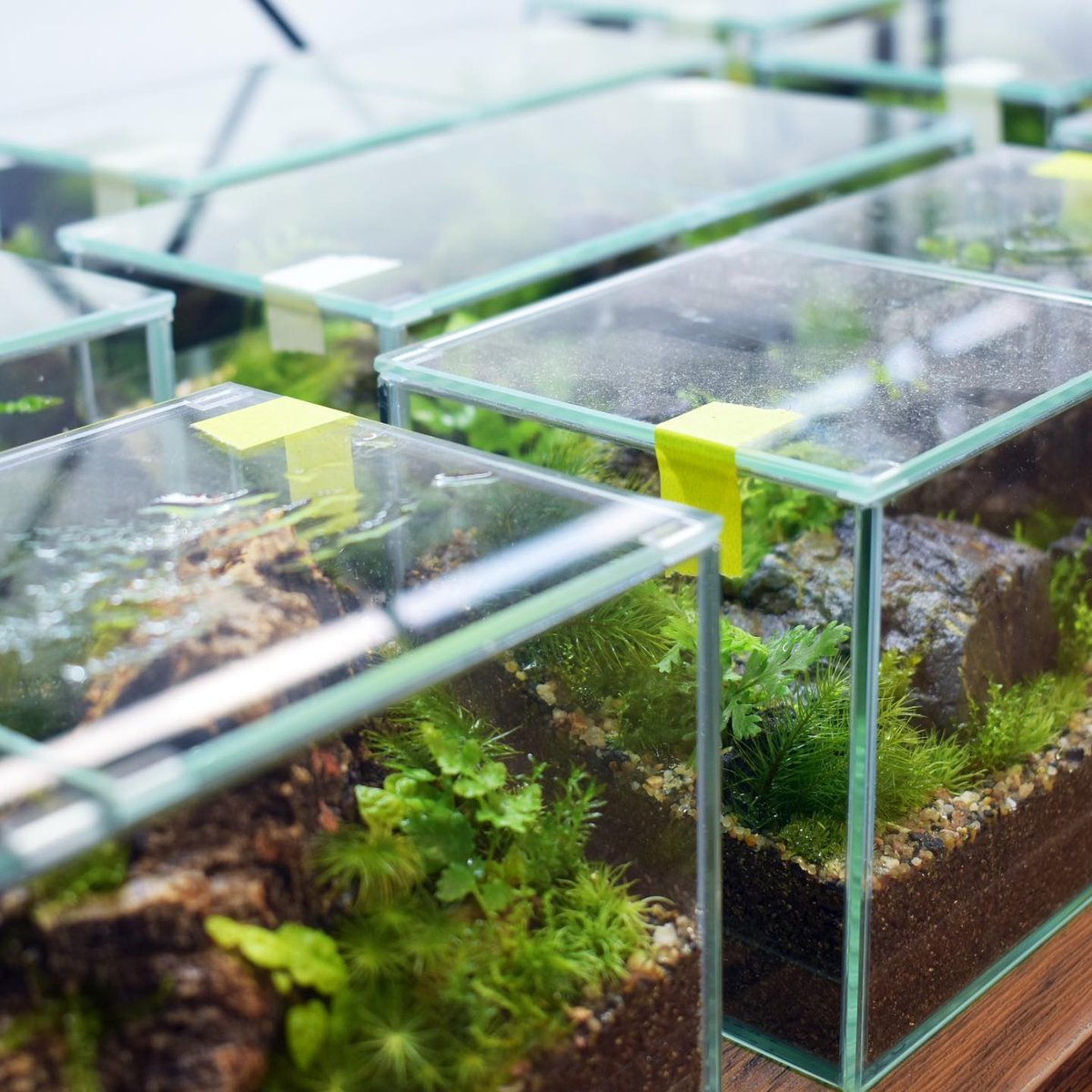 テラリウム作品】シダキューブW（W200×H100mm）｜シダと苔の