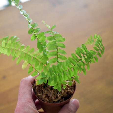 【シダ植物】Nephrolepis exaltata “Siva”｜ネフロレピス "シヴァ"｜6cmポット