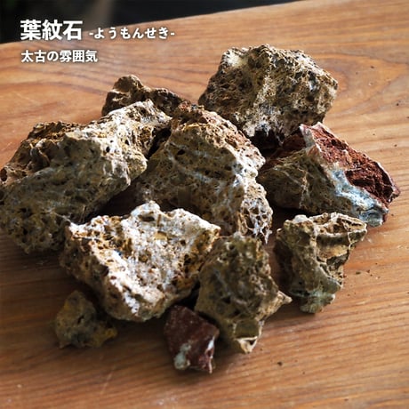 【キット】シダシリンダーM作成キット｜シダ1種＋苔3種｜シダと苔のテラリウム
