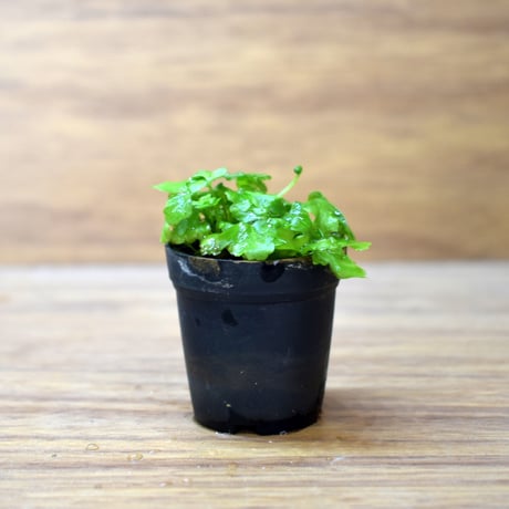 【シダ植物】Asplenium Adiantum-nigrum｜ミヤマカワリシダ｜3.5cmポット