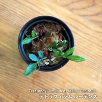 【シダ植物】Teratophyllum ludens Malay Peninsula｜テラトフィラム ルーデンス｜6cmポット