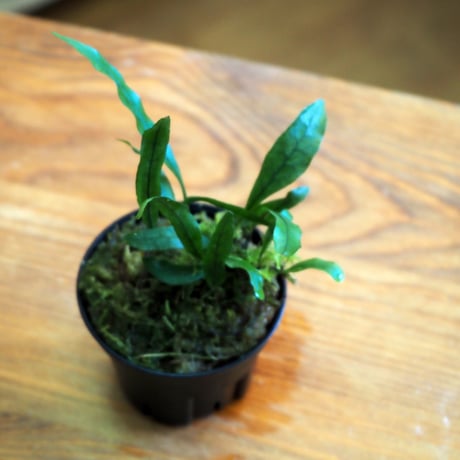 【シダ植物】Microsorum scandens｜ミクロソリウム スキャンデンス｜6cmポット