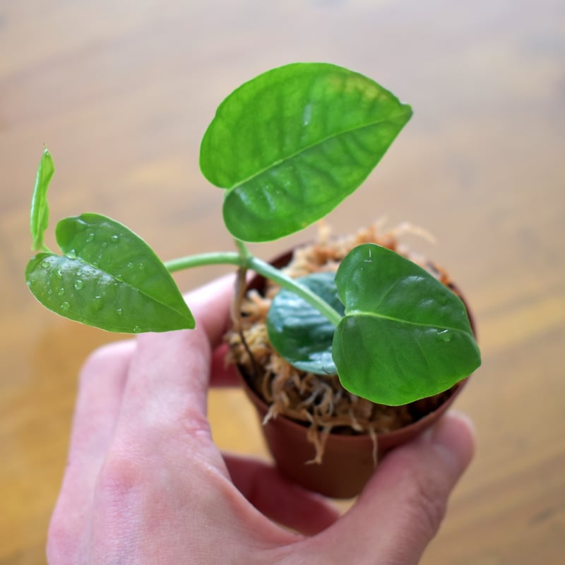 熱帯植物】Philodendron sp. Venezuela｜フィロデンドロン sp. ベ