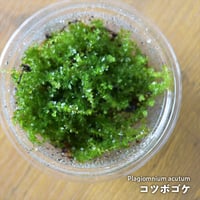 【苔】Plagiomnium acutum｜コツボゴケ｜8.5cmパック｜洗浄・処理済