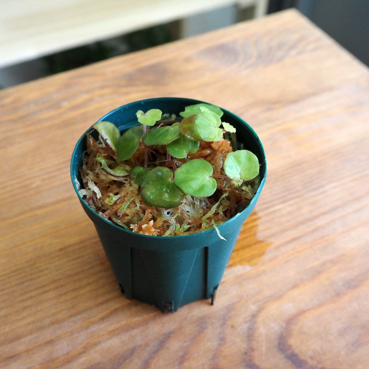 熱帯植物】Begonia lichenora｜ベゴニア リケノラ｜6cmポット | shid