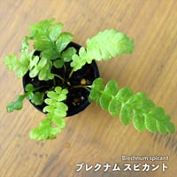 【シダ植物】Blechnum spicant｜ブレクナム スピカント｜3.5cmポット