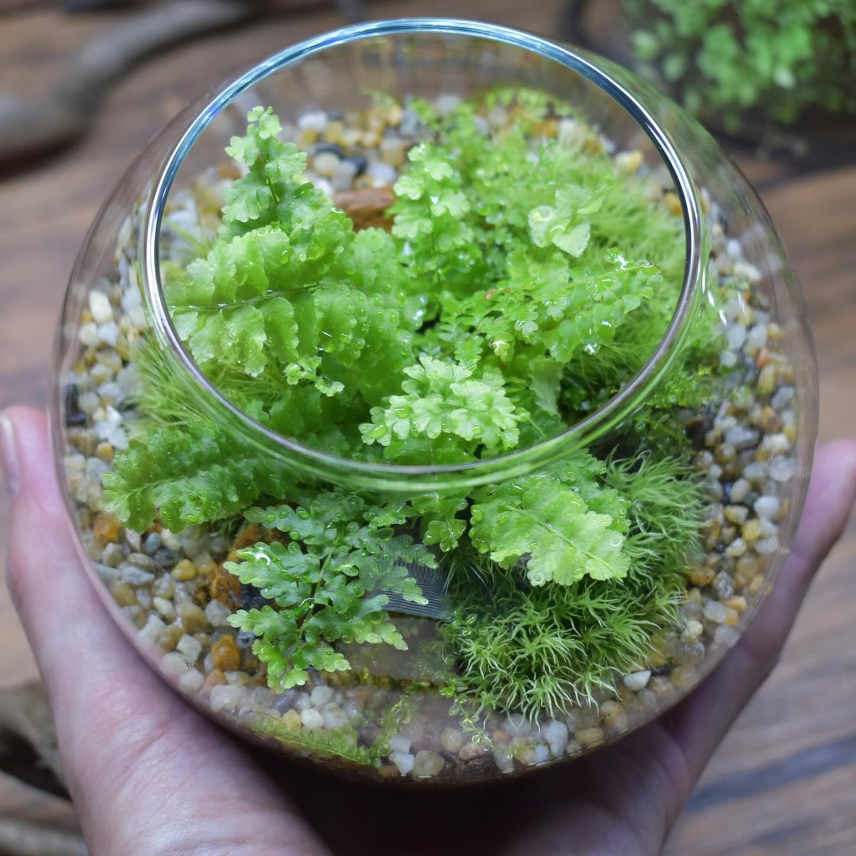 手作りプレート「シダ」 キット】シダボウルM作成キット（シダ1種+苔3種）｜シダと苔の