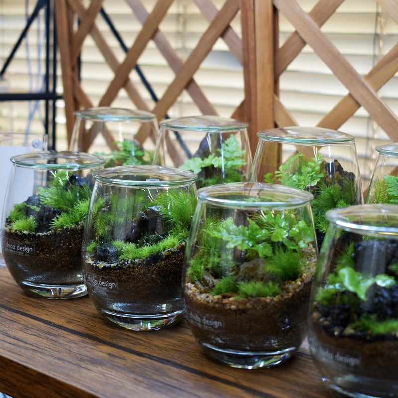 ★送無！新品！「アブラカダブラ」+「ガラスの植物園」 ☆送無！新品！「アブラカダブラ」+「ガラスの植物園」 ☆送無！新品