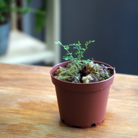 【シダ植物】Thelypteris cystopteroides｜ヒメハシゴシダ｜6cmポット